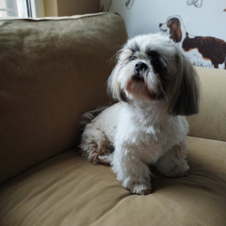 Piesek po pielęgnacji